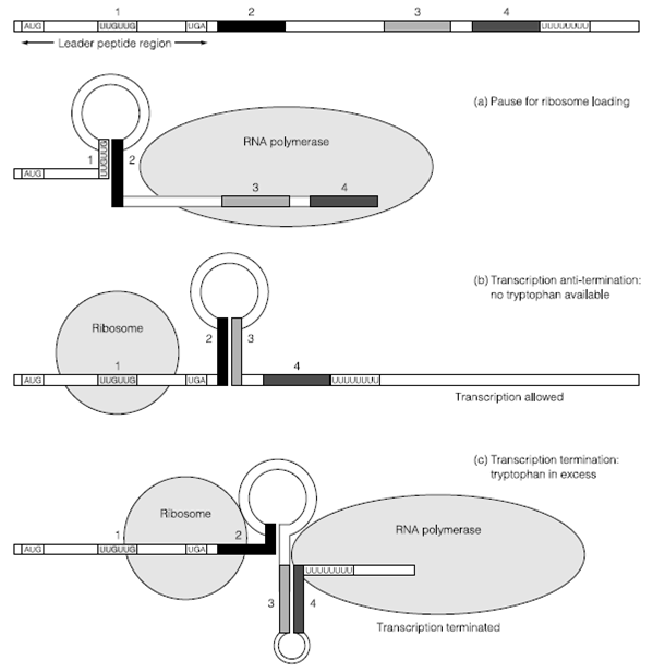 1597_The trp operon 1.png